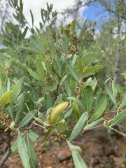 Rhoicissus revoilii