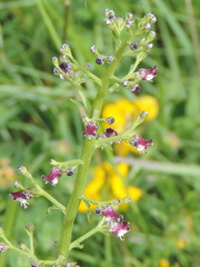 Scrophularia canina canina