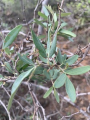 Rhoicissus revoilii