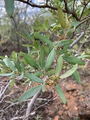 Rhoicissus revoilii
