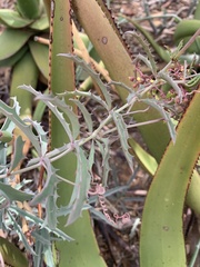 Cyphostemma omburense