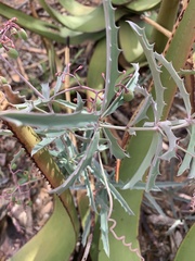 Cyphostemma omburense