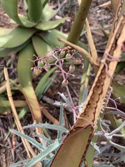 Cyphostemma omburense