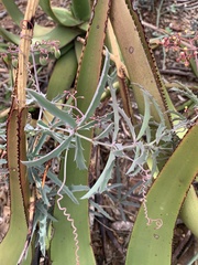 Cyphostemma omburense