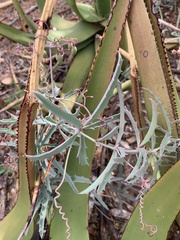 Cyphostemma omburense