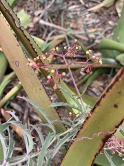 Cyphostemma omburense