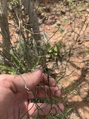 Asparagus divaricatus