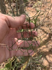 Asparagus divaricatus