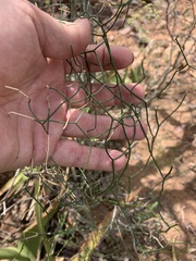 Asparagus divaricatus