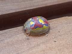 Paropsisterna gloriosa