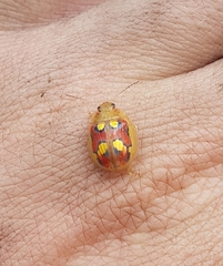 Paropsisterna gloriosa