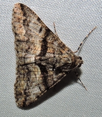 Gastrinodes argoplaca