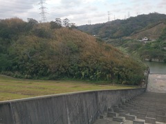 Phyllostachys makinoi