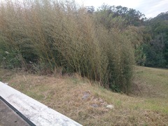 Phyllostachys makinoi