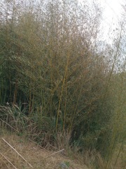 Phyllostachys makinoi