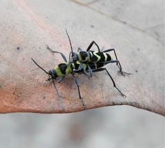 Chlorophorus curtisi