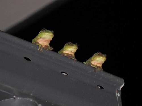 Green Tree Frog, Talegalla Weir QLD 4650, Australia, photo 5 of 10