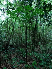 Amorphophallus hewittii