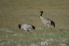 Grus nigricollis