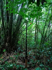 Amorphophallus hewittii