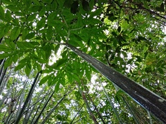 Amorphophallus hewittii
