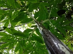 Amorphophallus hewittii