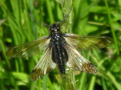 Libelloides ustulatus