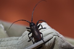 Ceroplesis ferrugator