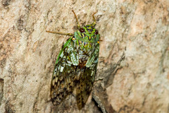 Dyticopycna semiclara