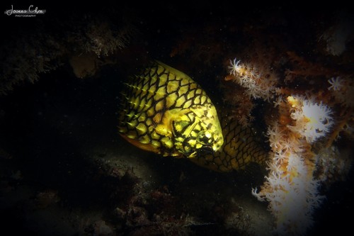 オーストラリアマツカサウオ