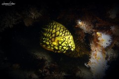 オーストラリアマツカサウオ