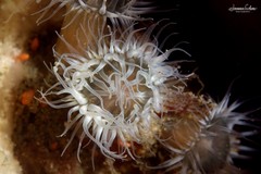 Anthothoe albocincta