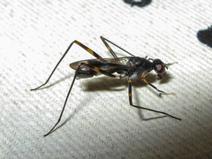Hybobata fuelleborni