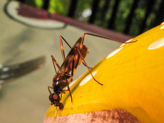 Hybobata fuelleborni
