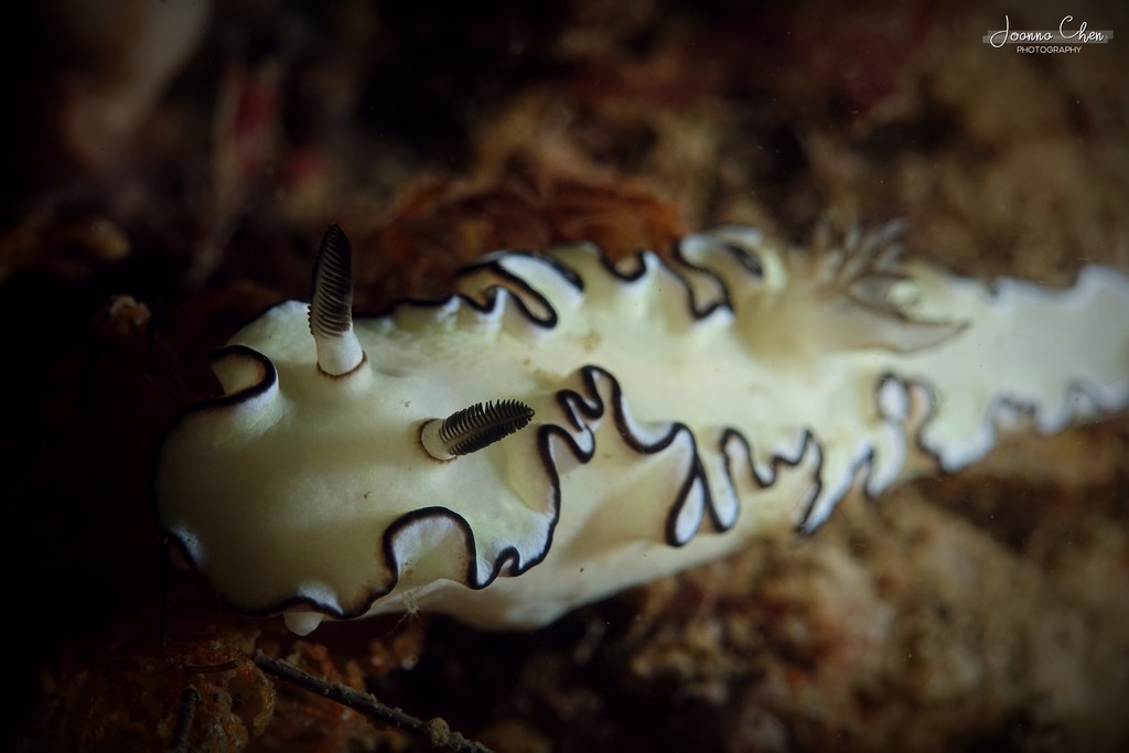 Black-margined Nudibranch