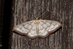Idaea coercita