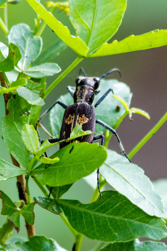 Ophryodera
