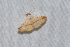 Eublemma perversicolor