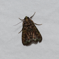 Orthaga atribasalis