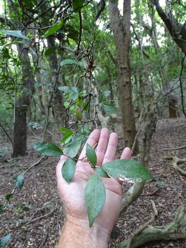 Image of Cola dorrii by (c) Shaun Swanepoel, some rights reserved (CC BY)