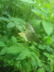 Himeromima aulis