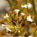 Acrolophia lamellata - Photo (c) Corrie du Toit,  זכויות יוצרים חלקיות (CC BY-NC), הועלה על ידי Corrie du Toit