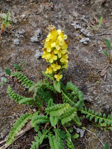 Oeder's Lousewort