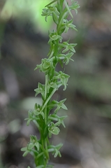 Platanthera michaelii