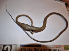 Thelotornis capensis capensis