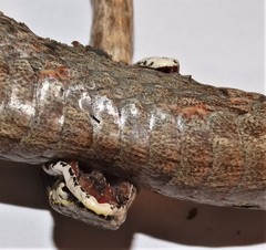 Thelotornis capensis capensis