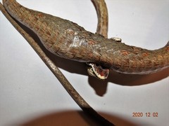 Thelotornis capensis capensis