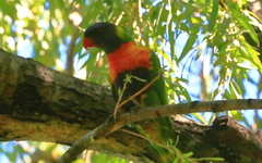 Trichoglossus moluccanus