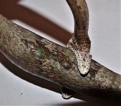 Thelotornis capensis capensis