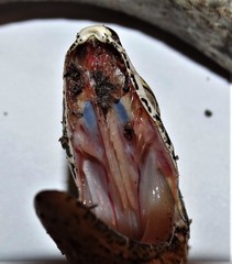 Thelotornis capensis capensis